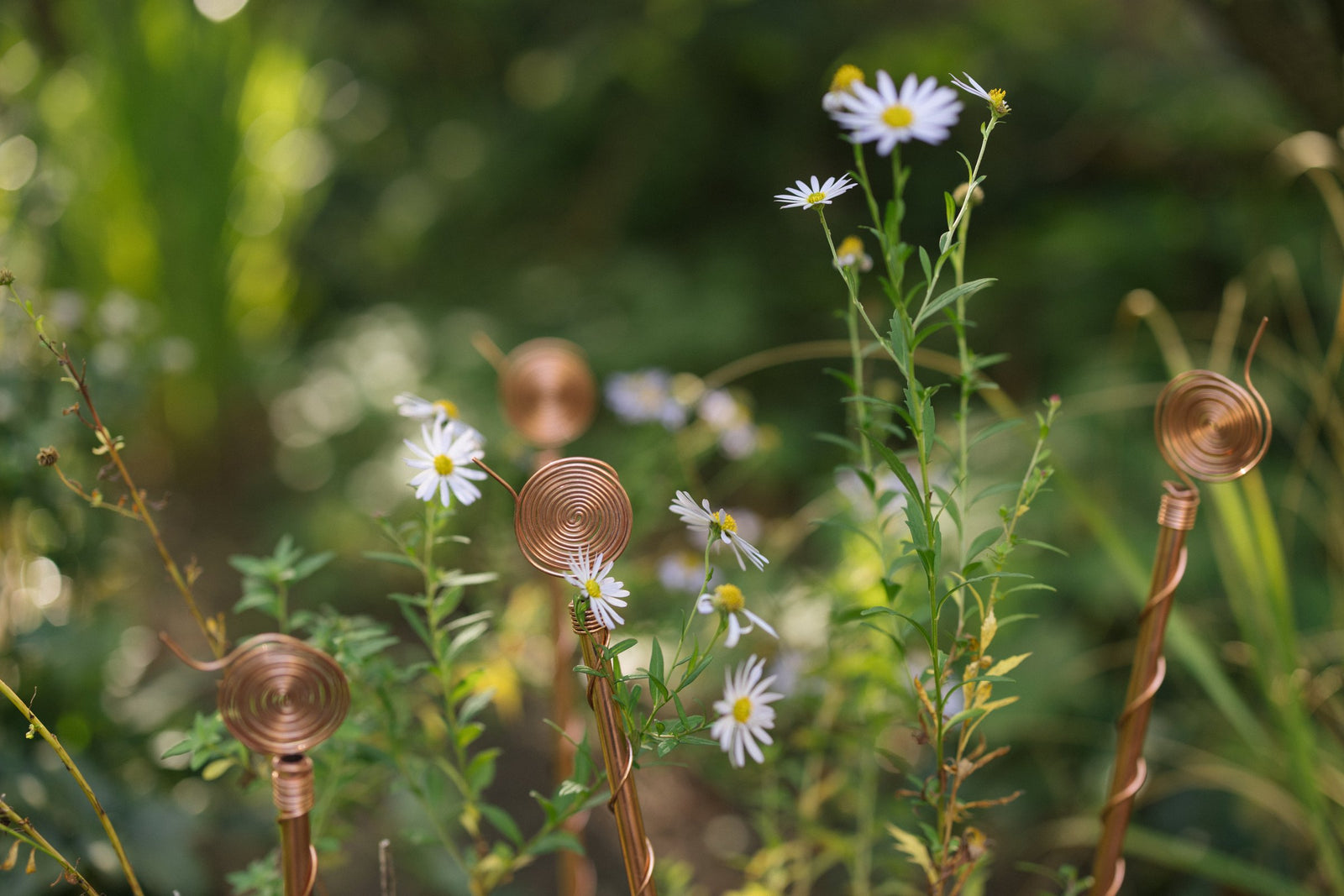 Four copper electroculture antennas among green plants in the garden