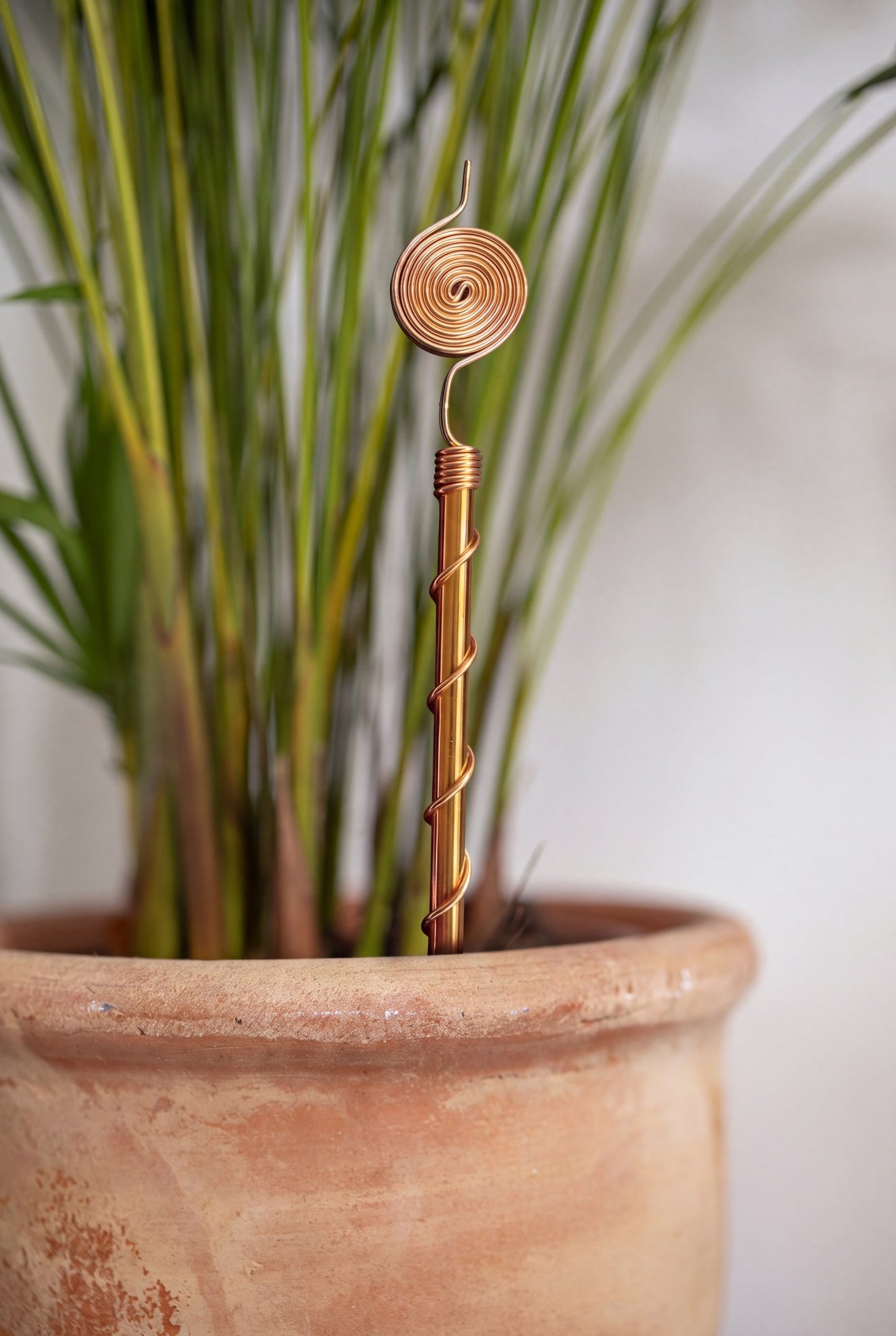 Kopero Electroculture 30 cm copper antenna in a terracotta pot with ornamental grass