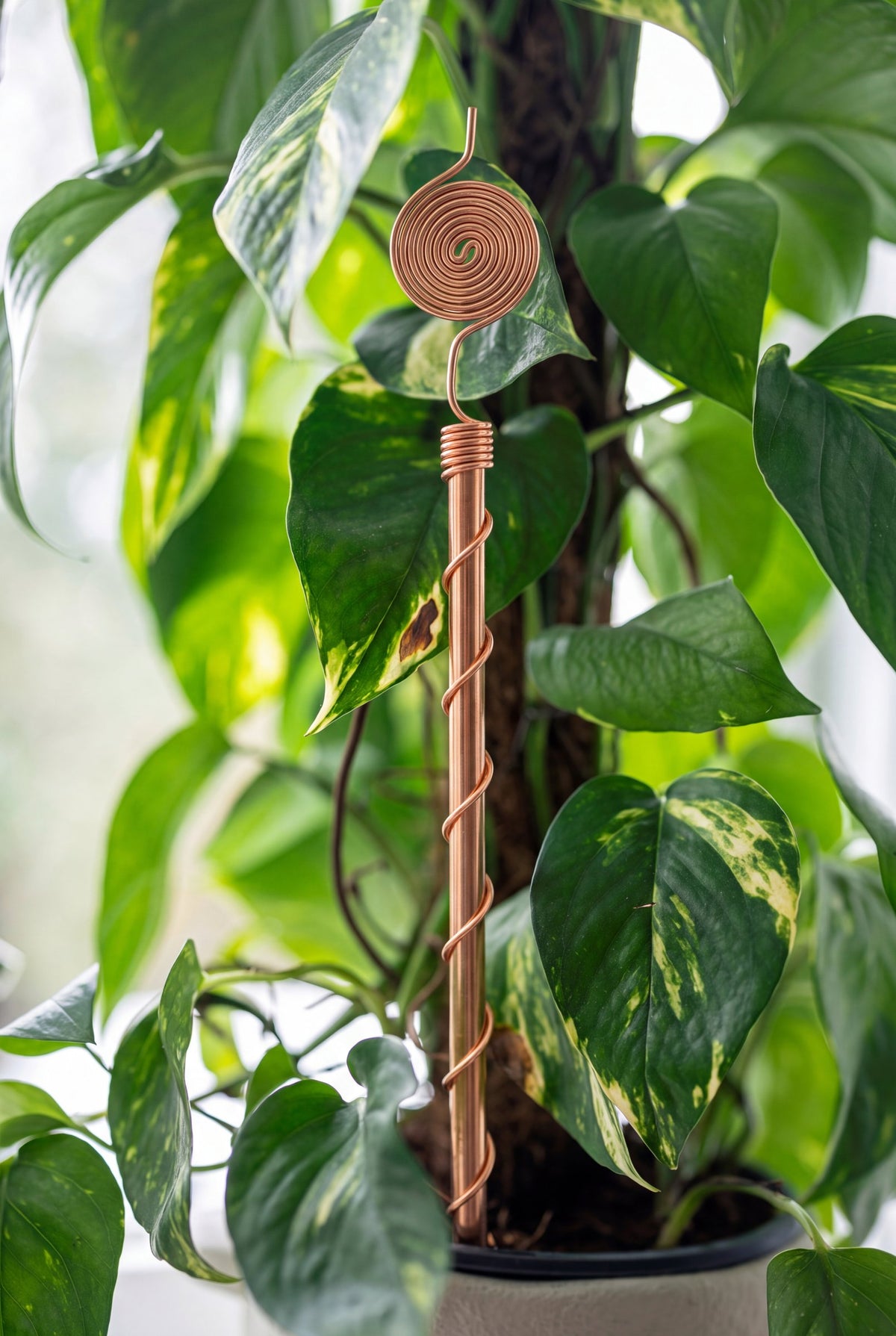 Kopero Electroculture 30 cm copper antenna next to a houseplant