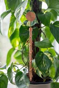 Kopero Electroculture 30 cm copper antenna next to a houseplant