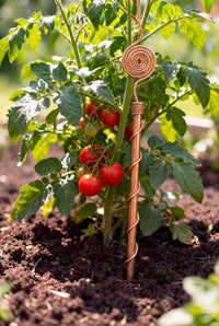 Kopero Electroculture 30 cm copper antenna next to a tomato plant in the vegetable garden