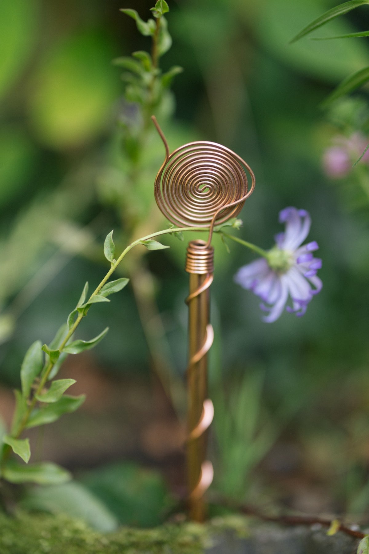 Kopero Electroculture 30 cm, with a twig around the copper spiral in a planter