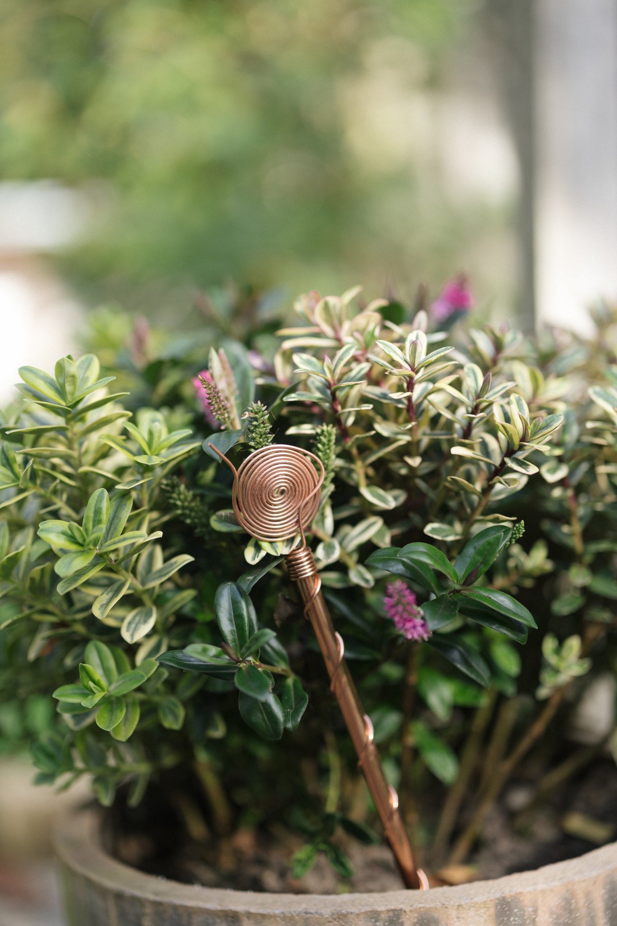 Kopero Electroculture 30 cm, in a pot with a small shrub