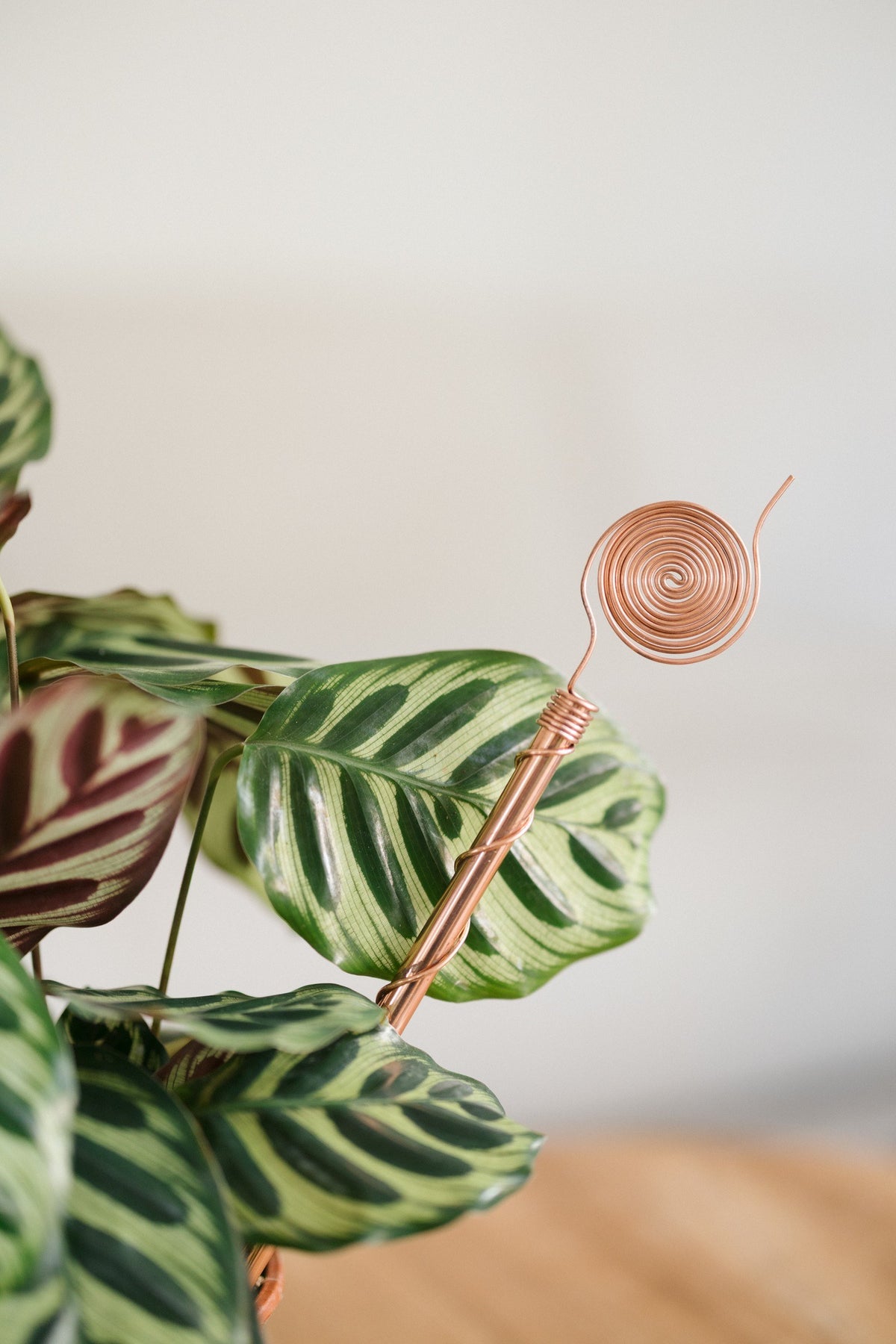 Kopero Electroculture 30 cm, by a maranta houseplant