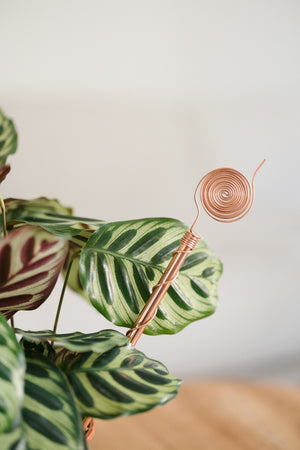 Kopero Electroculture 30 cm, by a maranta houseplant