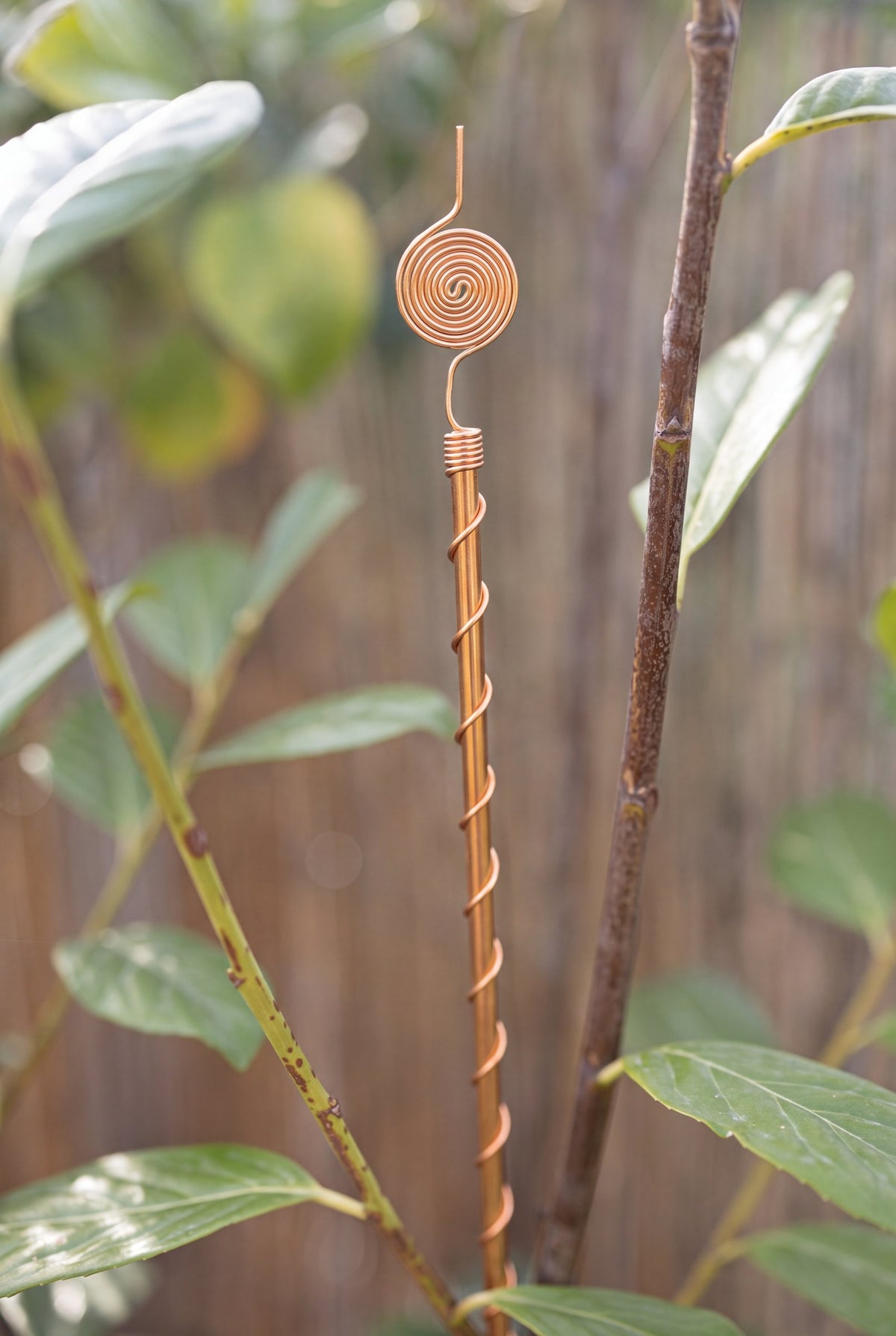 Kopero Electroculture 60 cm copper antenna next to a climbing plant in the garden