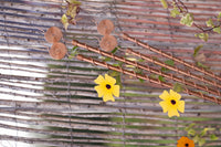 Kopero Electroculture antennas of 60 cm along a reed fence with a flowering climbing plant