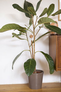 Kopero Electroculture 60 cm copper antenna in a pot with a large houseplant
