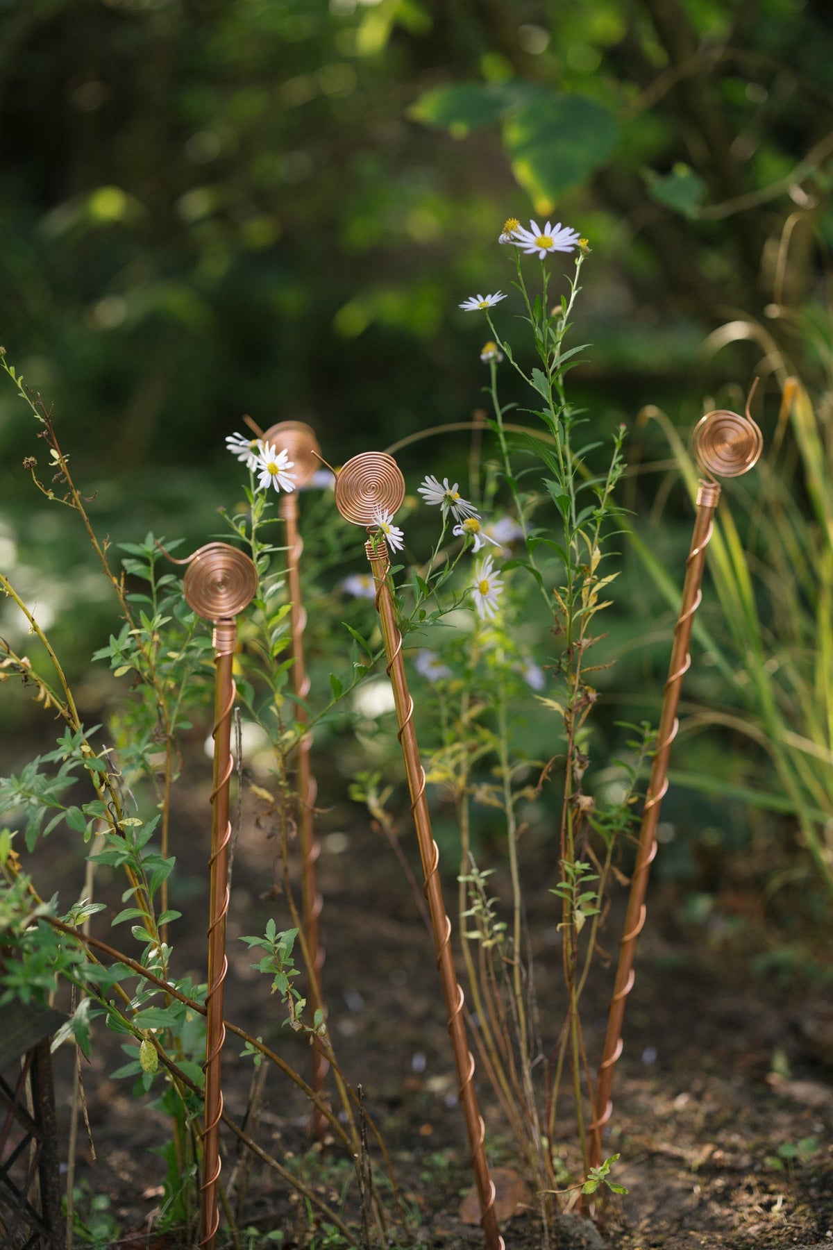 Kopero Electroculture 60 cm, three antennas in a flower bed with asters