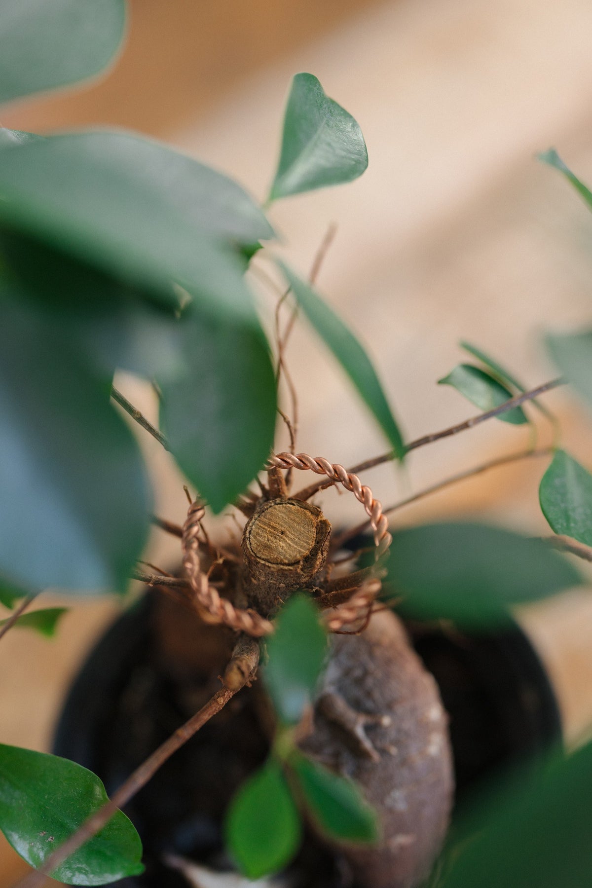 Kopero Copper Tensor Ring, around the trunk of a houseplant
