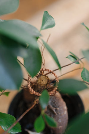 Kopero Copper Tensor Ring, around the trunk of a houseplant